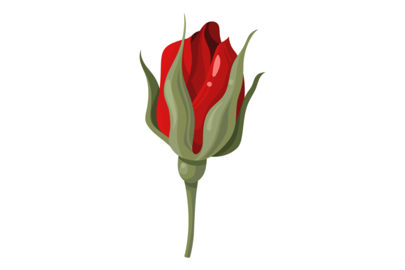 The Allure of Burgundy Rose: A Decorative Floral Element